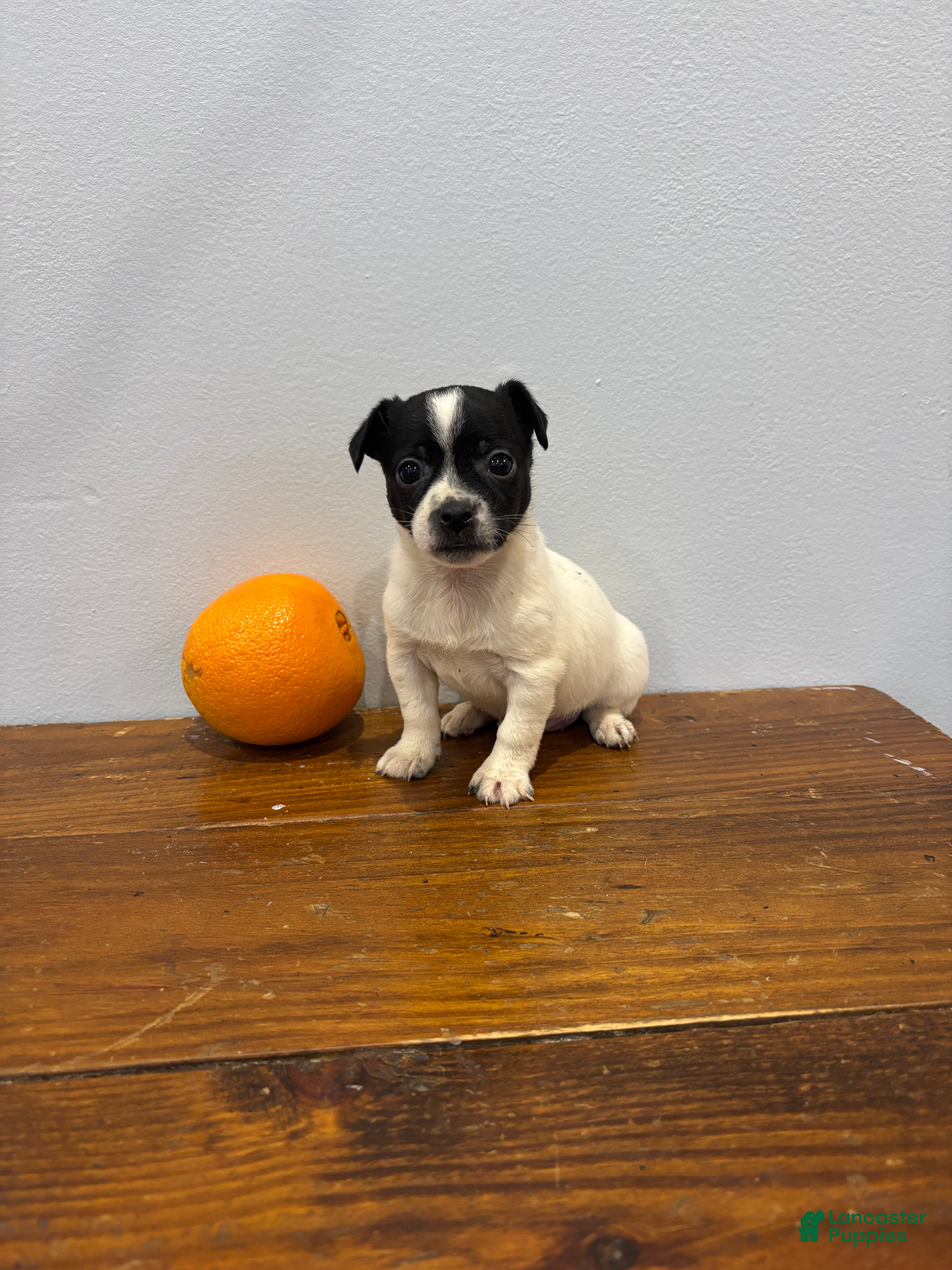 Chihuahua dogs Bella - Ad 27