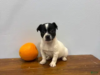 Chihuahua dogs Bella - Ad 27