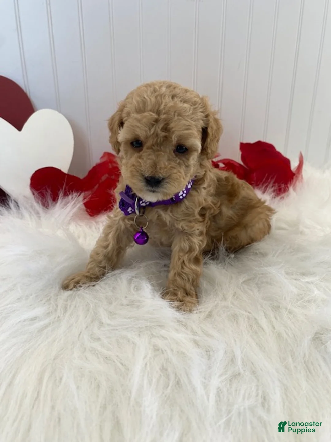 Toy Poodle dogs for sale: Farris- teacup size - Ad 3
