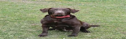Labrador Retriever dogs for sale: Mattie - Ad 6