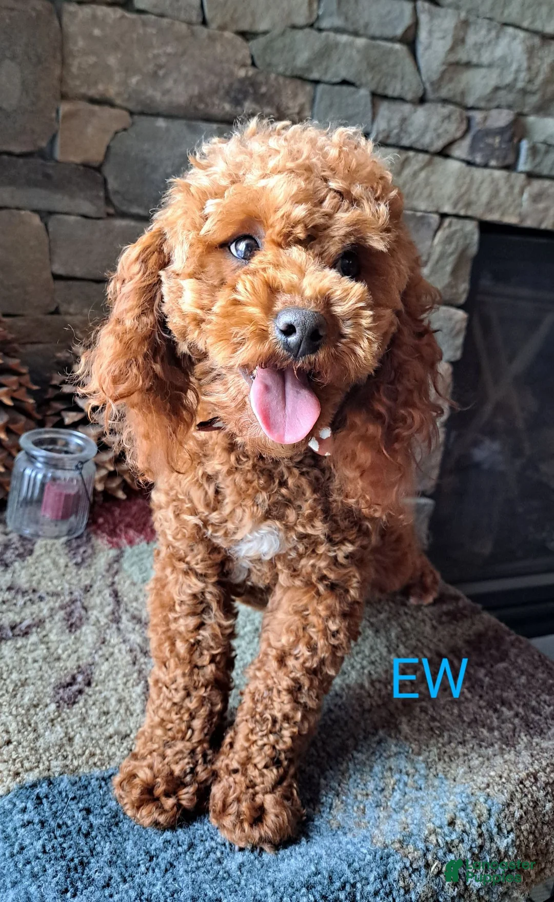 Miniature Poodle dogs for stud: Mini Poodle Stud Male FOR SALE - Ad 1