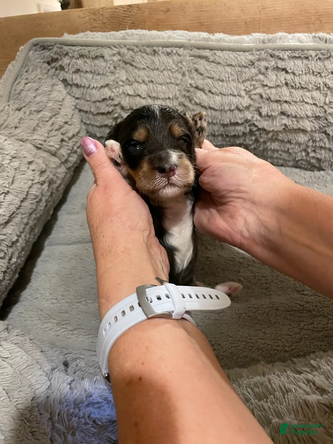 Mini Goldendoodle dogs for sale: Boy 4 - Ad 1