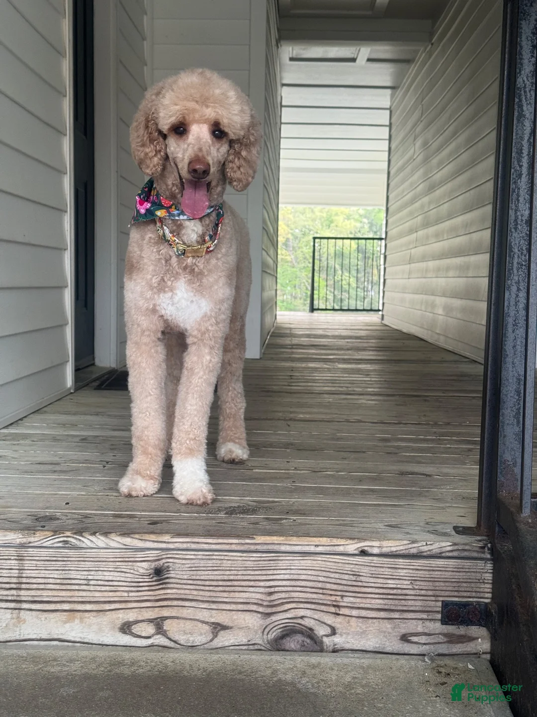 Standard Poodle dogs for sale: Stevie J Brown collar - Ad 2