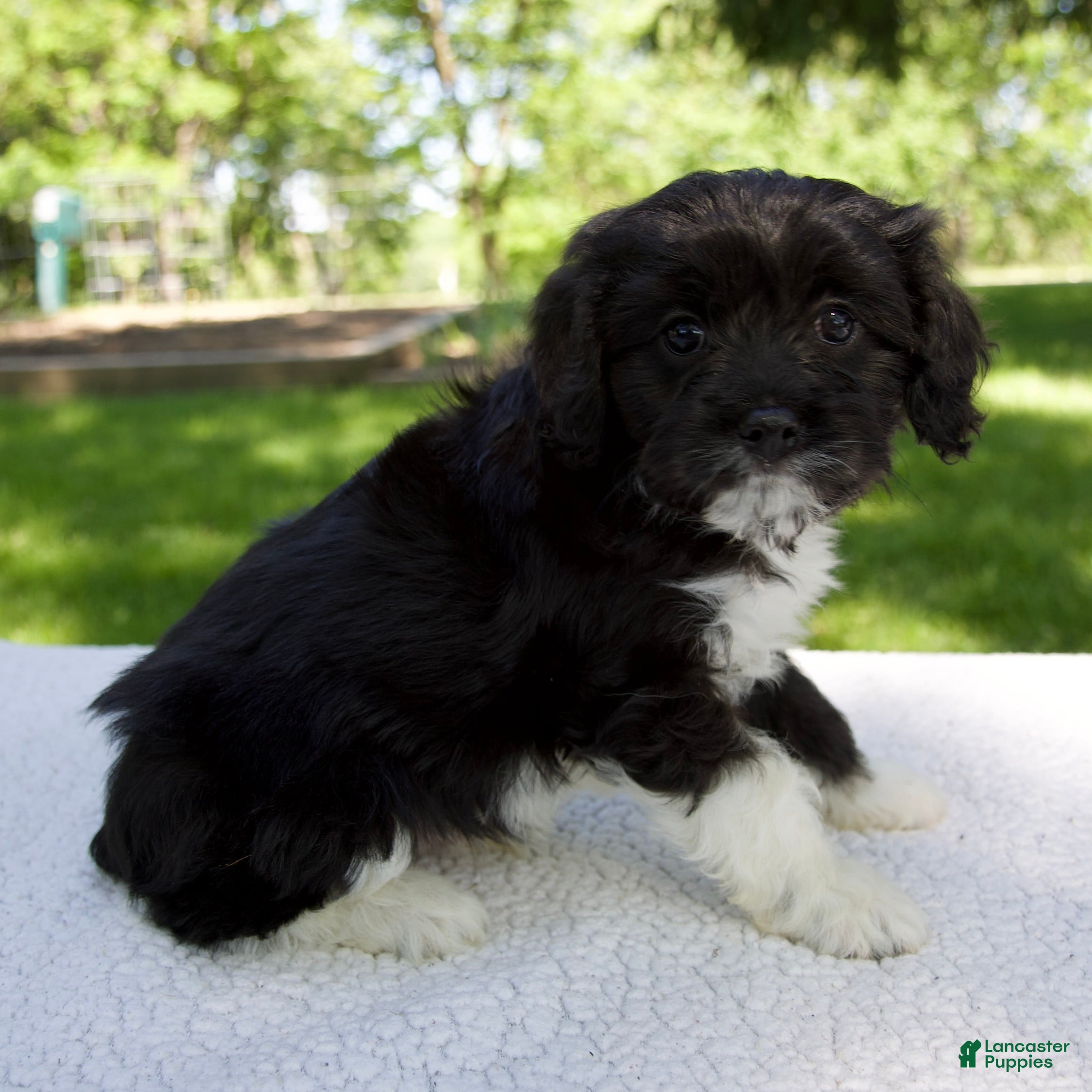 Cavapoo dogs for sale: Enzo - Ad 6