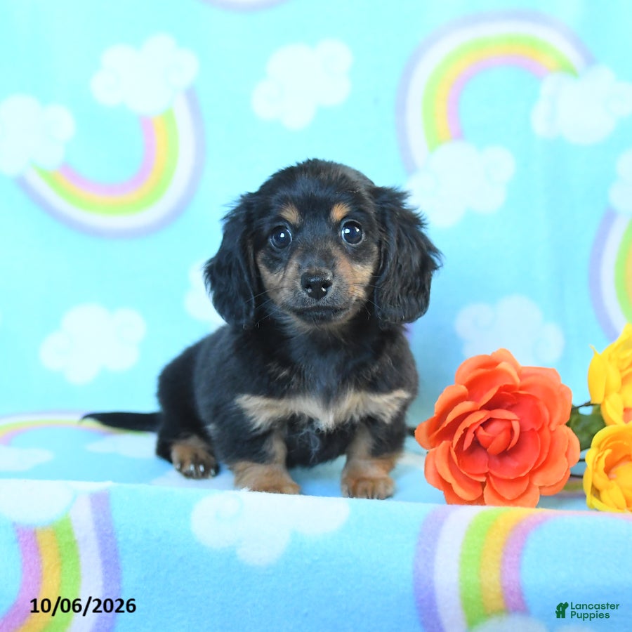 Miniature Dachshund dogs Joy - Ad 2