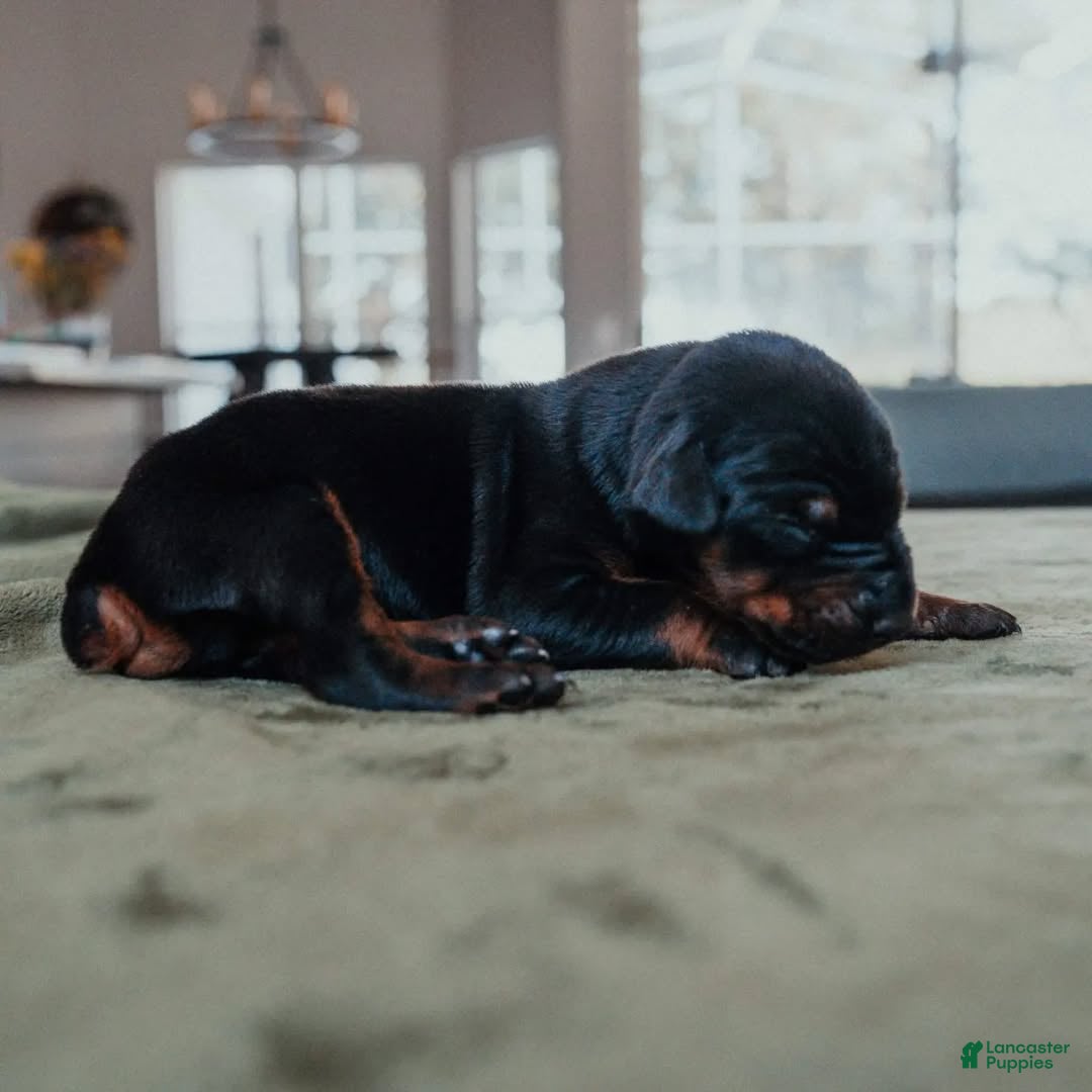 Doberman Pinscher dogs Black Velvet Abyss Duality (European) - Ad 2