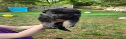 German Shepherd dogs for sale: German Shepherd 3 - Ad 4