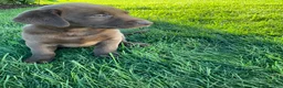 Labrador Retriever dogs for sale: Ricky - Ad 4
