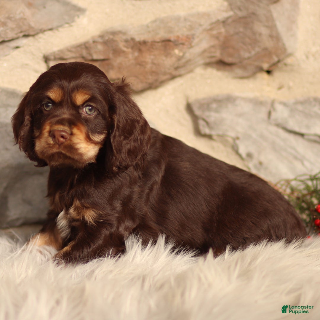 Cocker Spaniel dogs for sale: Dumpling - Ad 2