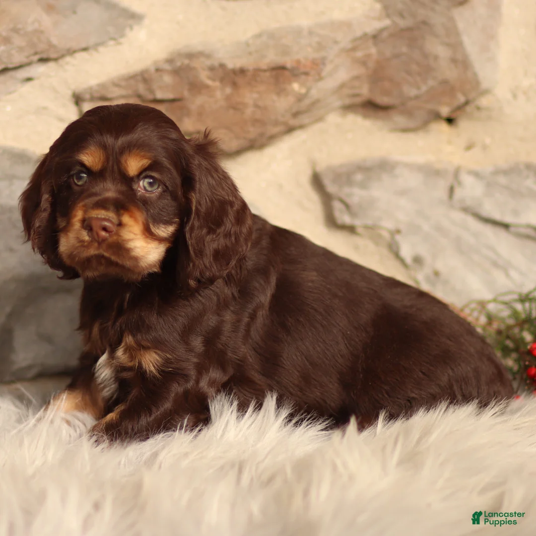 Cocker Spaniel dogs for sale: Dumpling - Ad 2