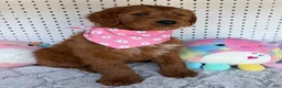 Goldendoodle dogs for sale: Fern 🩷RESERVED💜 - Ad 4