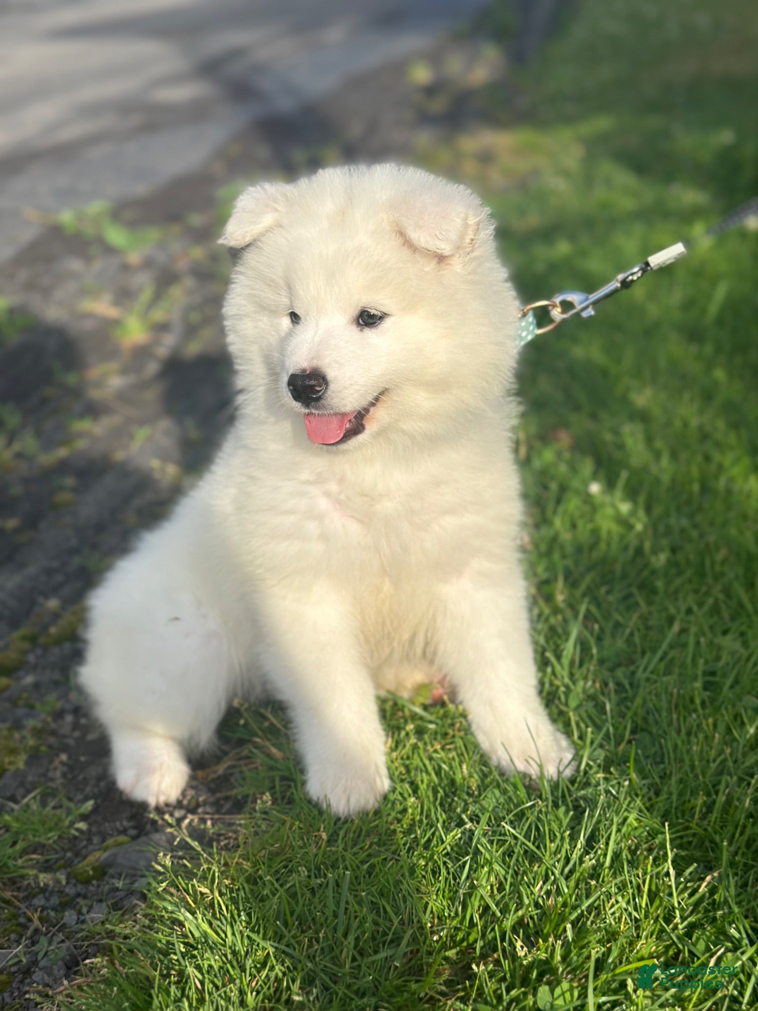 Samoyed dogs Samoyed 1 - Ad 25