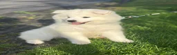 Samoyed dogs for sale: Samoyed 1 - Ad 1