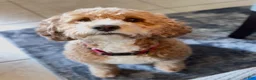 Mini Goldendoodle dogs for sale: Mini Goldendoodle Dior - Ad 8