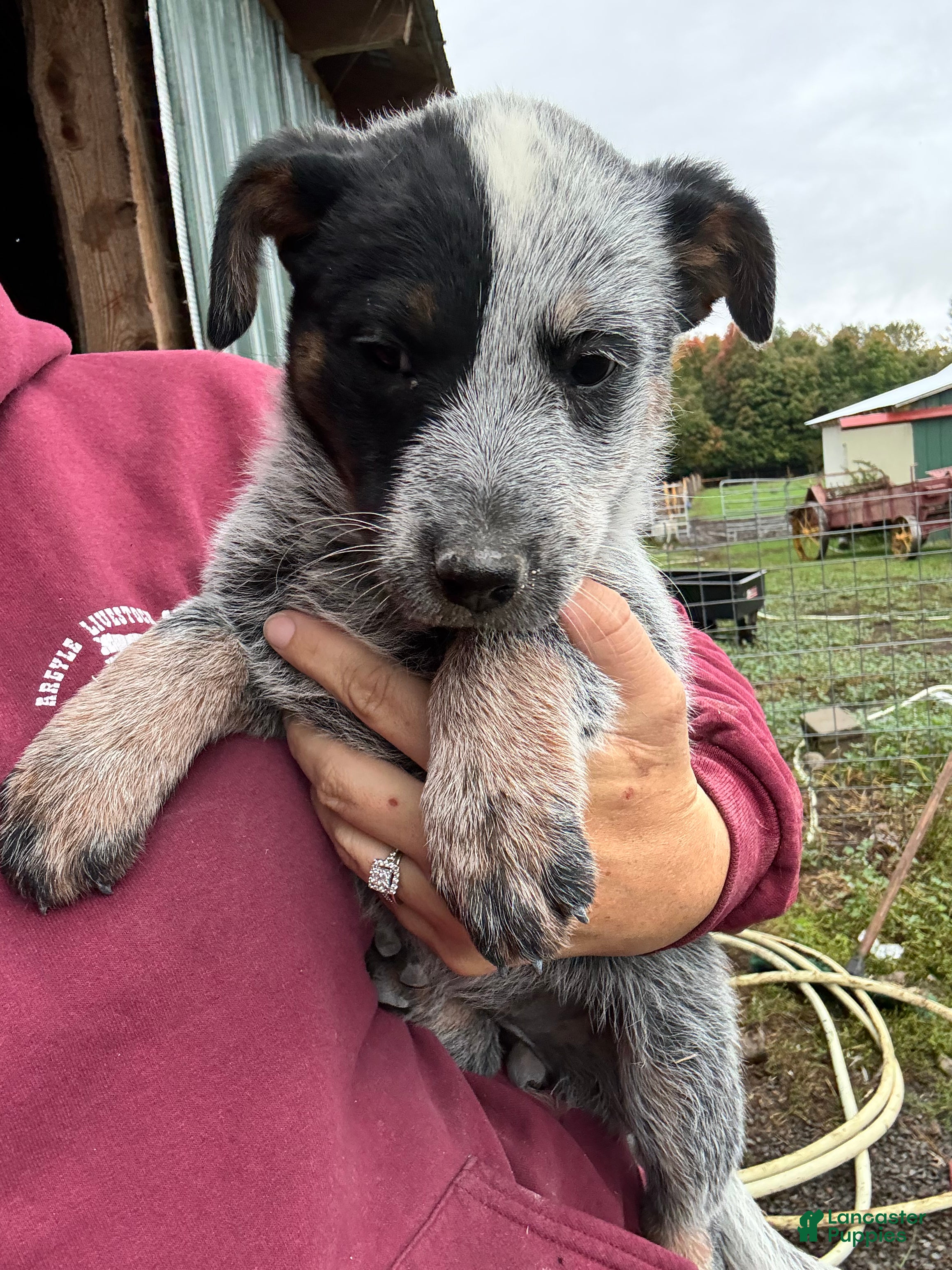 Chloe (Australian Cattle Dog, Female) in Malone, NY