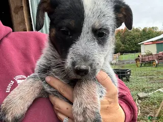 Australian Cattle Dog dogs Chloe - Ad 2