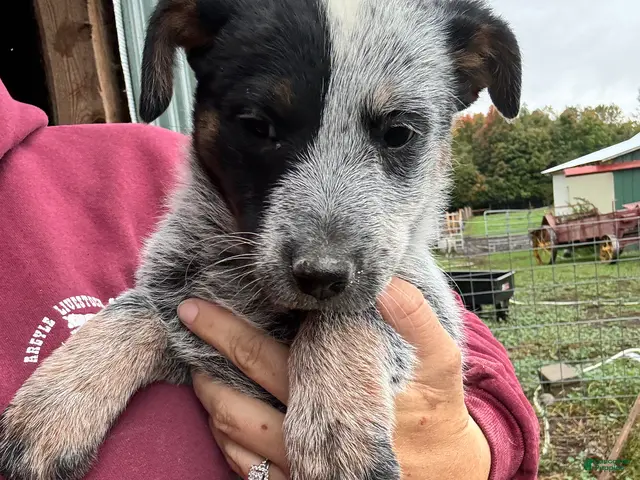 Australian Cattle Dog dogs for sale: Chloe - Ad 28