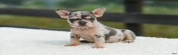 French Bulldog dogs for sale: Issy - Ad 3