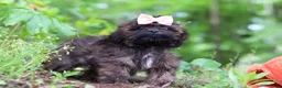 Shihpoo dogs for sale: Alice - Ad 5