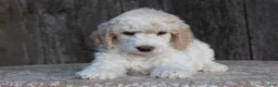 Standard Poodle dogs for sale: Canyon AKC Standard Poodle  - Ad 3