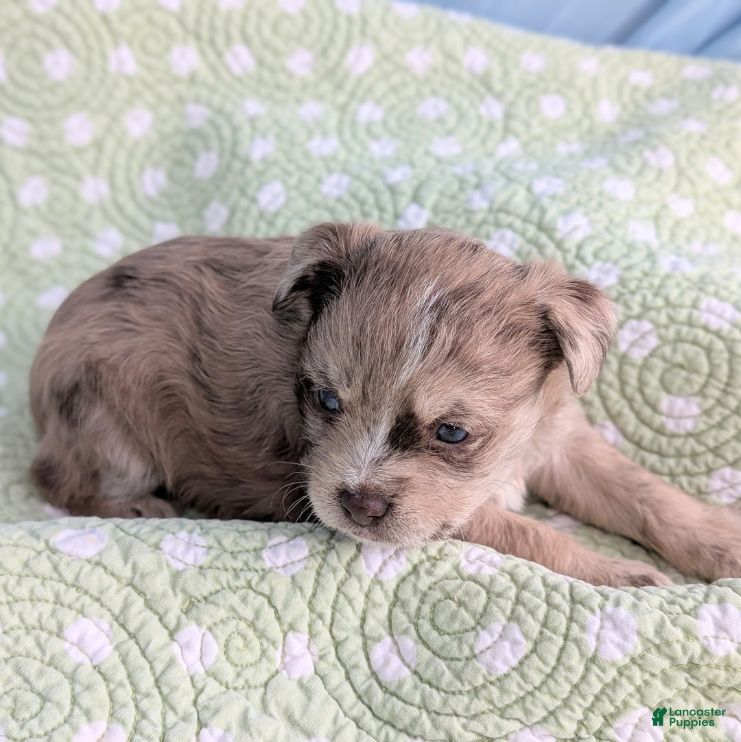 Mixed Breed dogs for sale: Queen - Ad 9