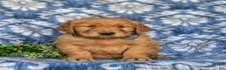 Golden Retriever dogs for sale: Kollin - Ad 4