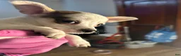 Chihuahua dogs for sale: Chihuahua 3 - Ad 2