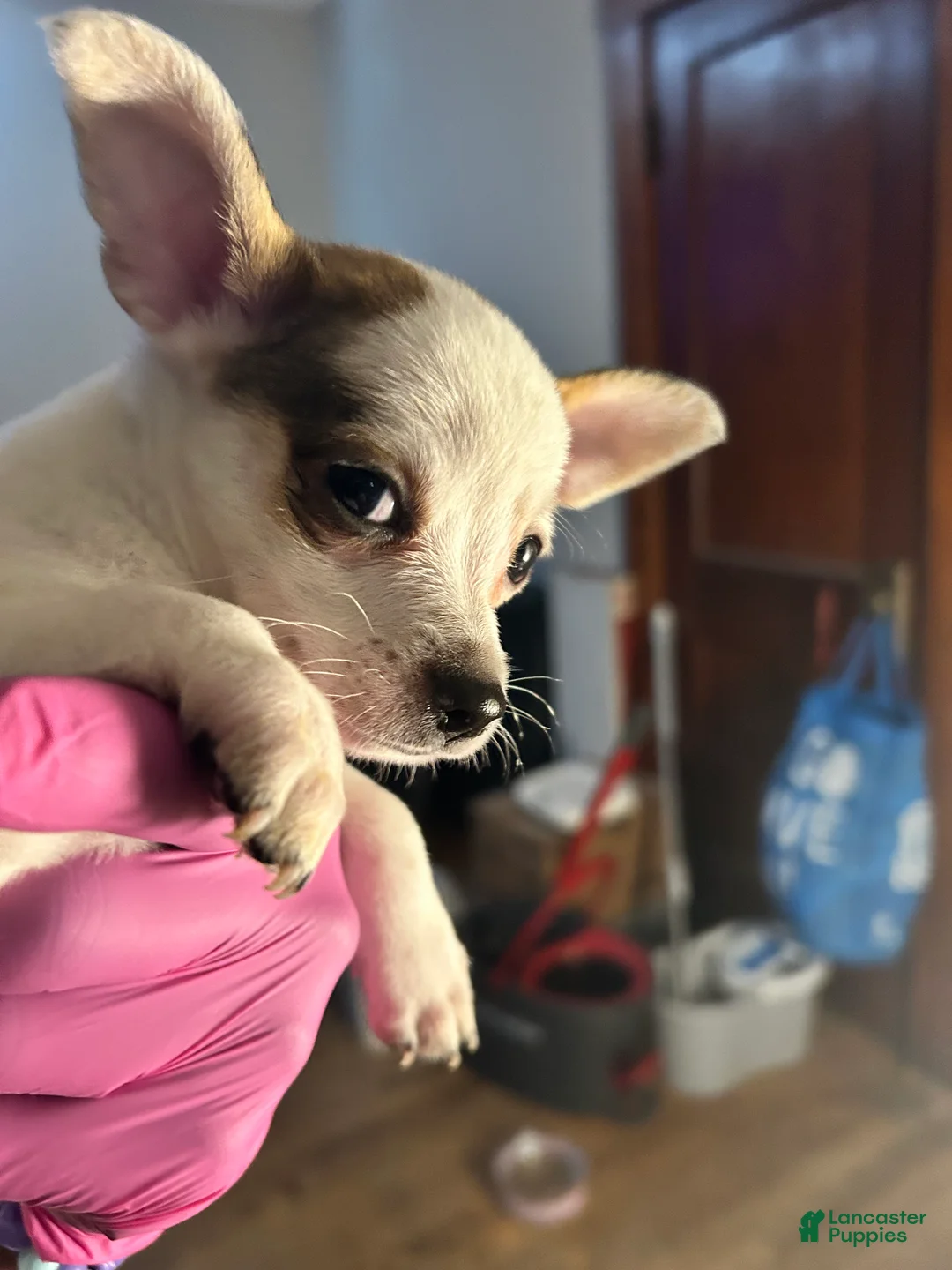 Chihuahua dogs for sale: Chihuahua 3 - Ad 2