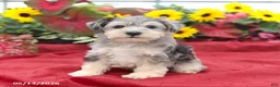 Miniature Schnauzer dogs for sale: Gunther - Ad 2
