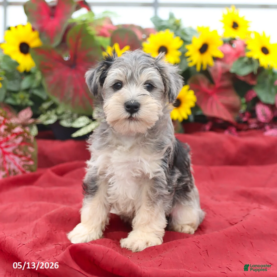 Miniature Schnauzer dogs for sale: Gunther - Ad 2