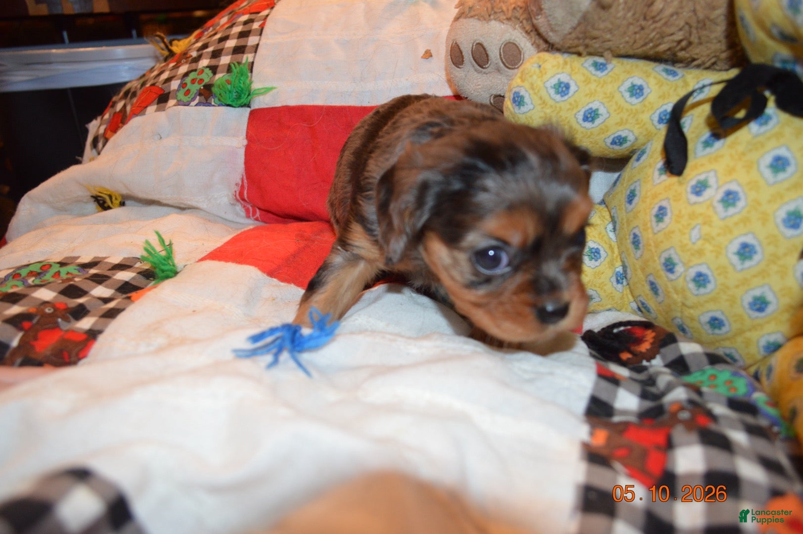 Cavalier King Charles Spaniel dogs Cavalier King Charles Spaniel Puppy 5- Jesse - Ad 15