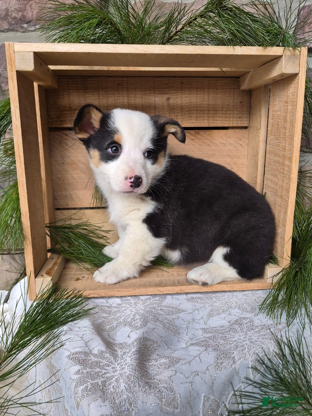 Welsh Corgi Pembroke dogs for sale: Rose - Ad 4