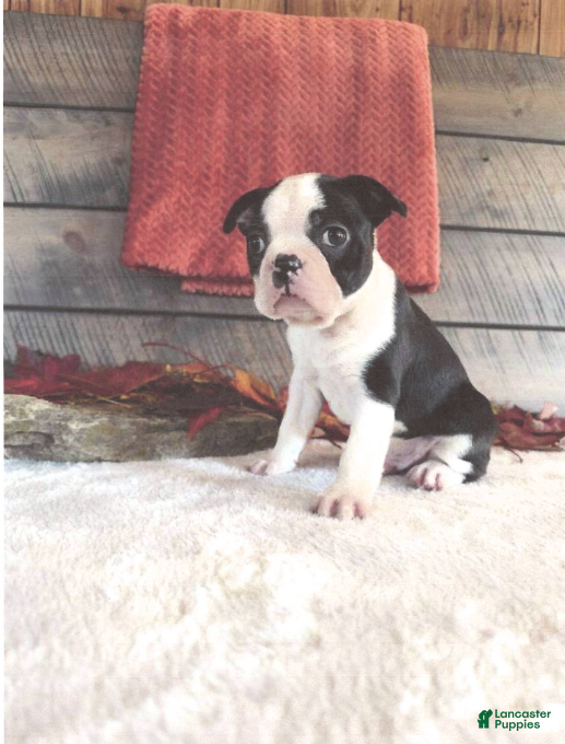 Boston Terrier dogs Marshall Male Boston Terrier - Ad 2