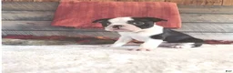 Boston Terrier dogs for sale: Marshall Male Boston Terrier - Ad 2