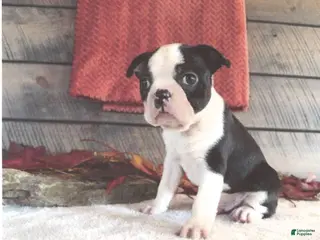 Boston Terrier dogs Marshall Male Boston Terrier - Ad 2