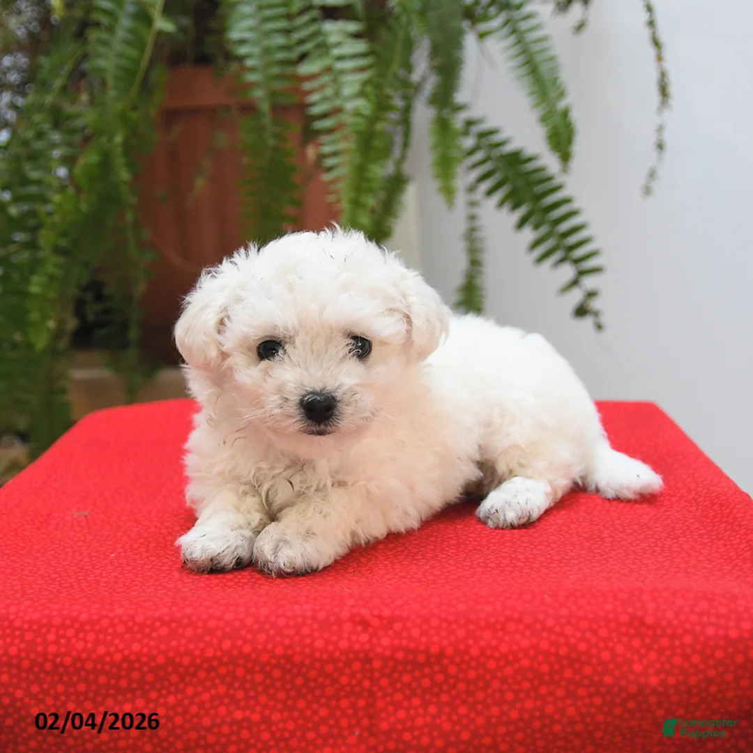 Bichon Frise dogs for sale: Fern - Ad 2