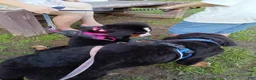 Bernese Mountain Dog dogs for sale: Bernese Mountain Dog 2 - Ad 50
