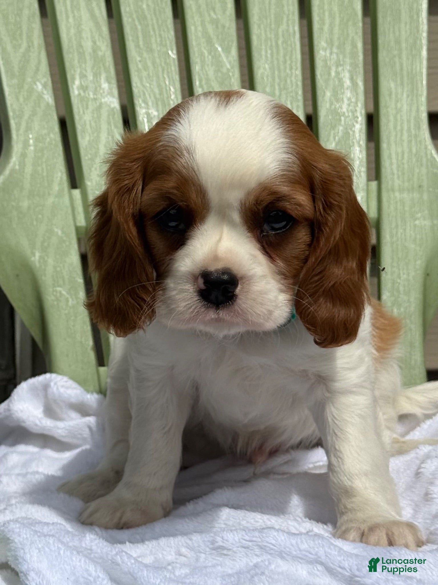 Cavalier King Charles Spaniel dogs Sanford - Ad 2