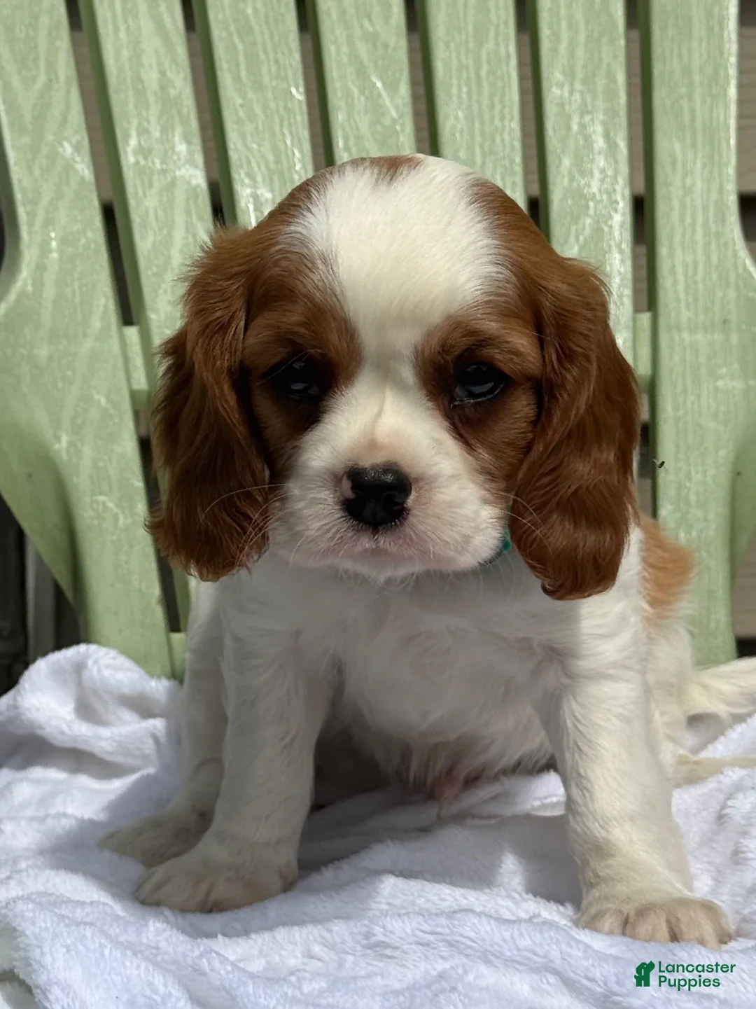 Cavalier King Charles Spaniel dogs for sale: Sanford - Ad 2
