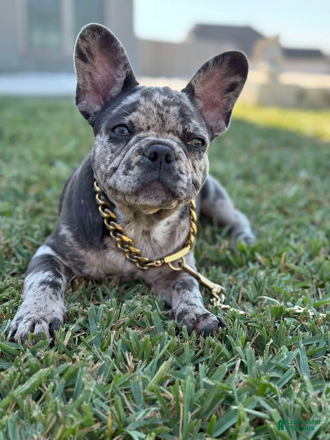 French Bulldog dogs for sale: French Bulldog Puppy 2 - Ad 2