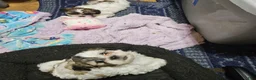 Shihpoo dogs for sale: Shihpoo 2 - Ad 2