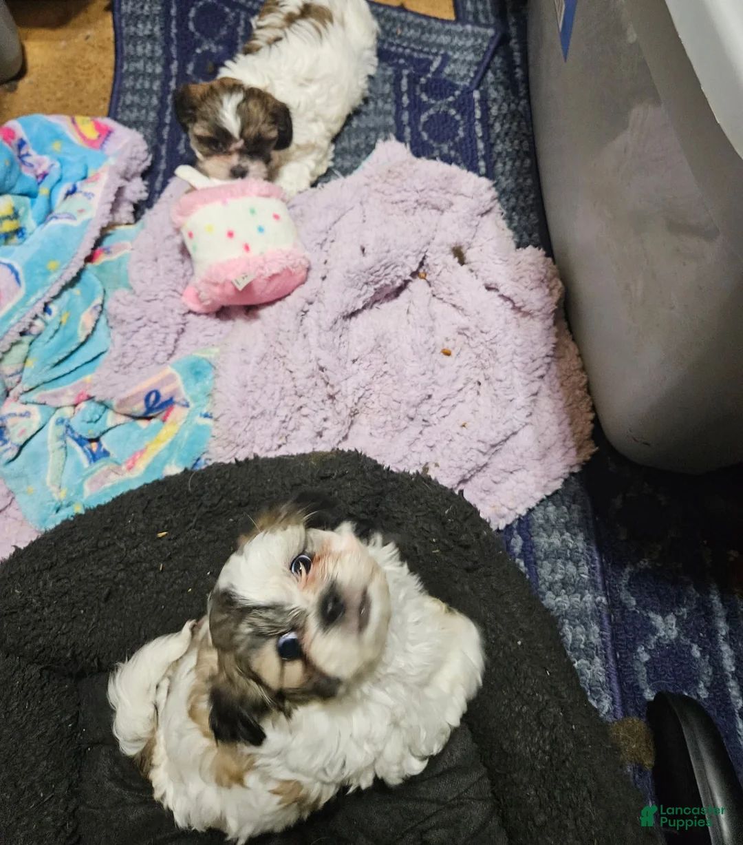 Shihpoo dogs for sale: Shihpoo 2 - Ad 2