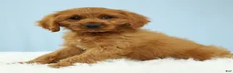 Cavapoo dogs for sale: Reese 🍫 - Ad 10