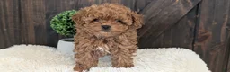 Toy Poodle dogs for sale: Chloe - Ad 6