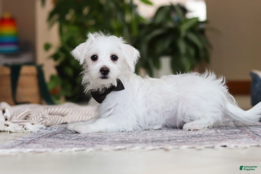 Morkie dogs for sale: Eddy - Ad 2