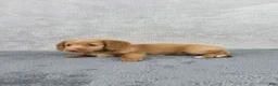 Miniature Dachshund dogs for sale: Hazel - Ad 6
