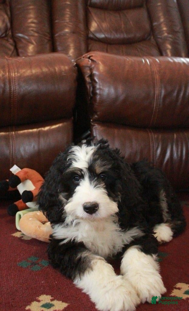 Bernedoodle dogs Remi - Ad 1