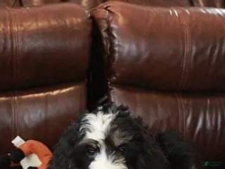 Bernedoodle dogs for sale: Remi - Ad 2