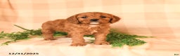 Cavapoo dogs for sale: Cristy  - Ad 2