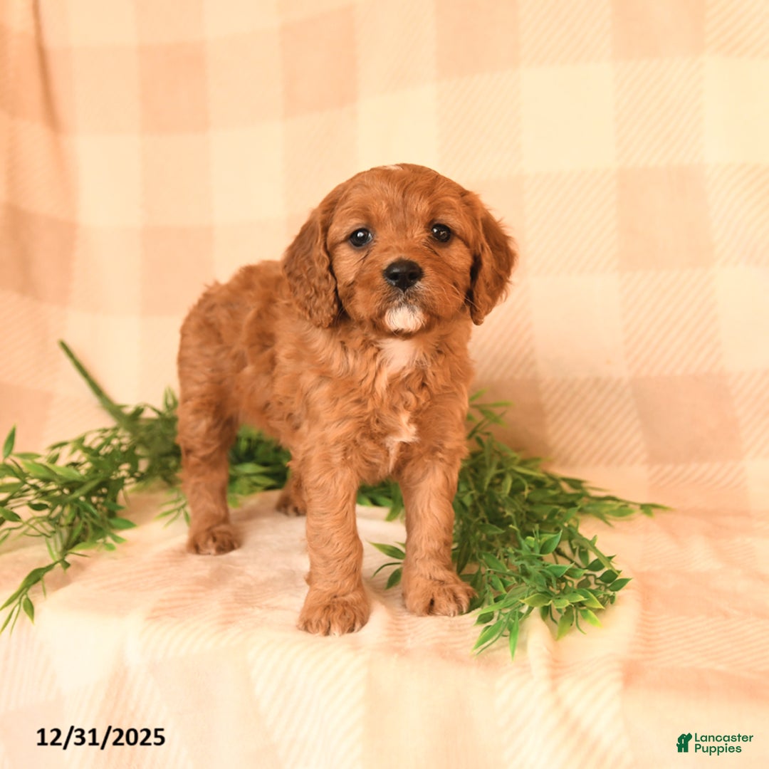 Cavapoo dogs for sale: Cristy  - Ad 2